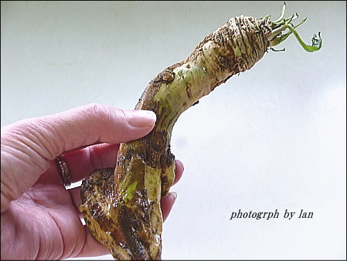 horseradish-1
